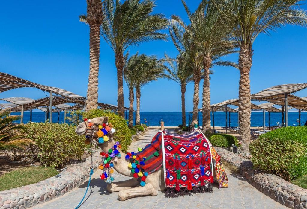 King Tut Aqua Park Beach Resort
